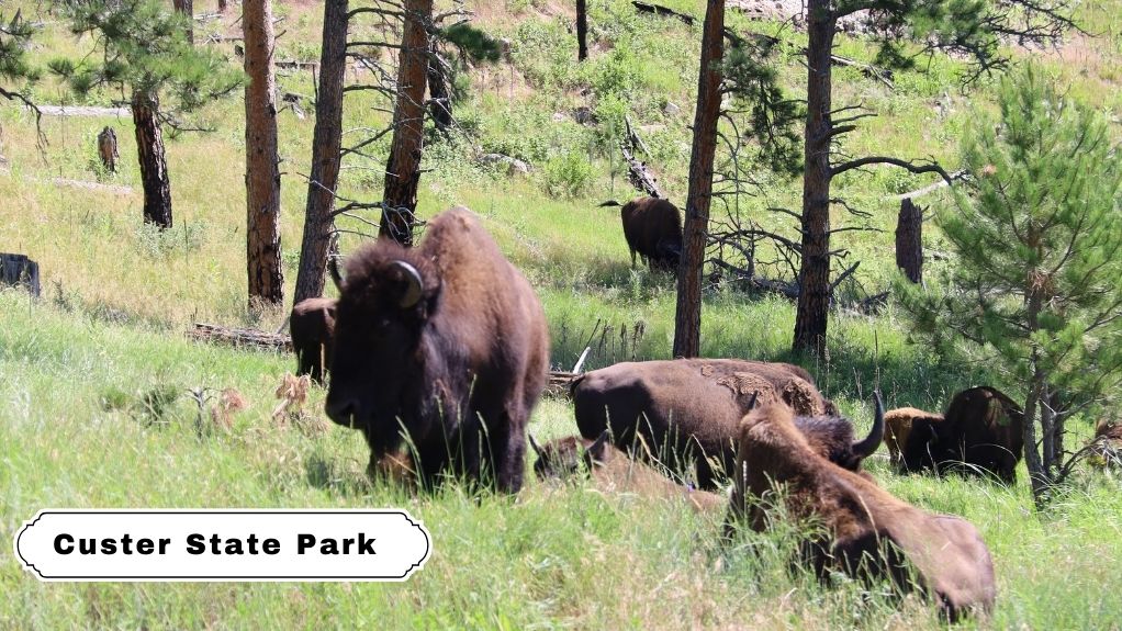 Custer State Park