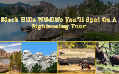 Black Hills Wildlife You’ll Spot On A Sightseeing Tour
