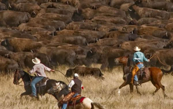Custer State Park Buffalo Roundup Tour