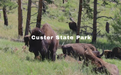 Discover the Wildlife and Scenic Beauty of Custer State Park
