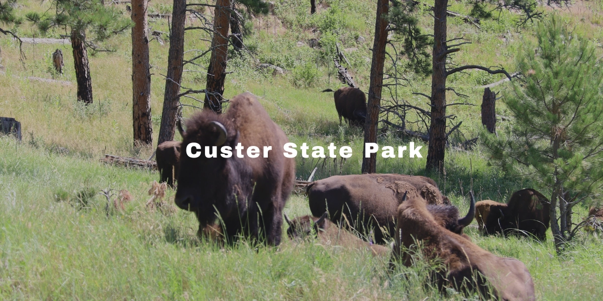 Custer State Park South Dakota – Mt Rushmore Tours Custer State Park South Dakota Mt Rushmore Tours